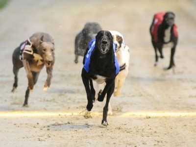 sky bet greyhounds|Greyhound Racing » Sky Bet.